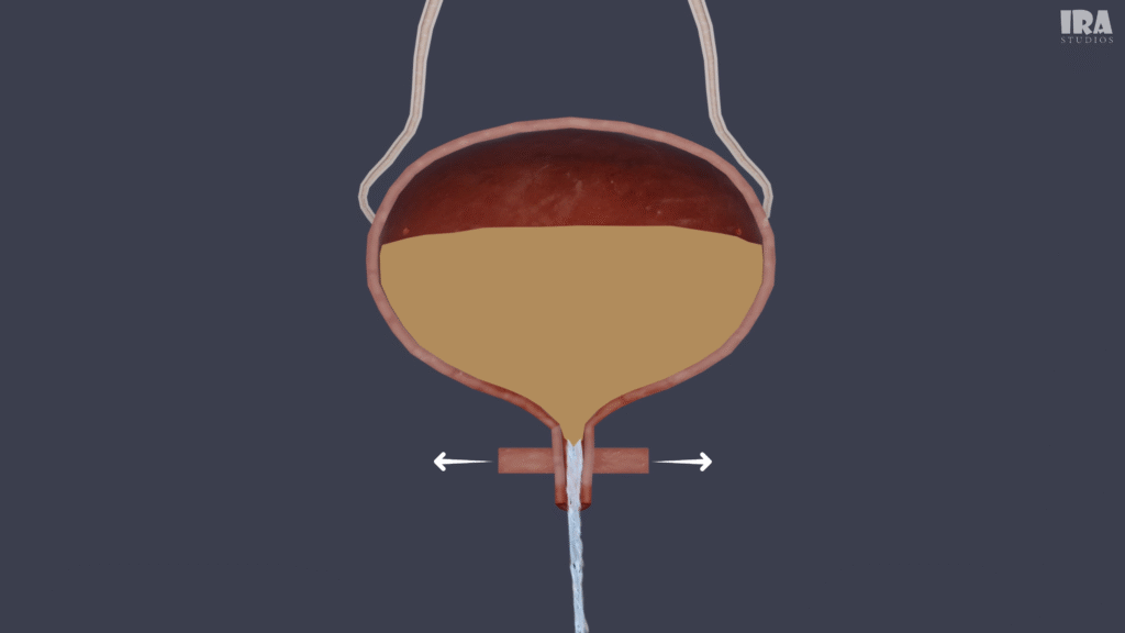 3D render showing urine flow from the bladder through the urethra in the human urinary system