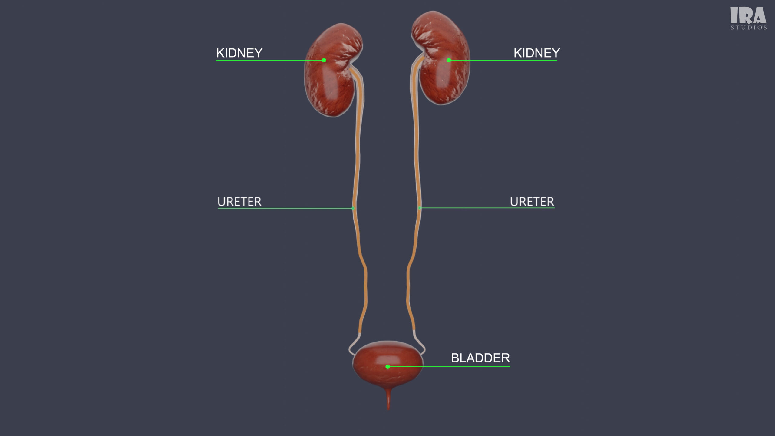 What Happens When You Hold Your Pee? Explained with 3D Visuals
