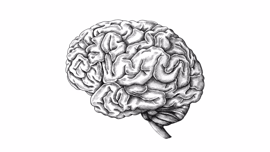 Hand-drawn illustration of a human brain with visible folds and details.