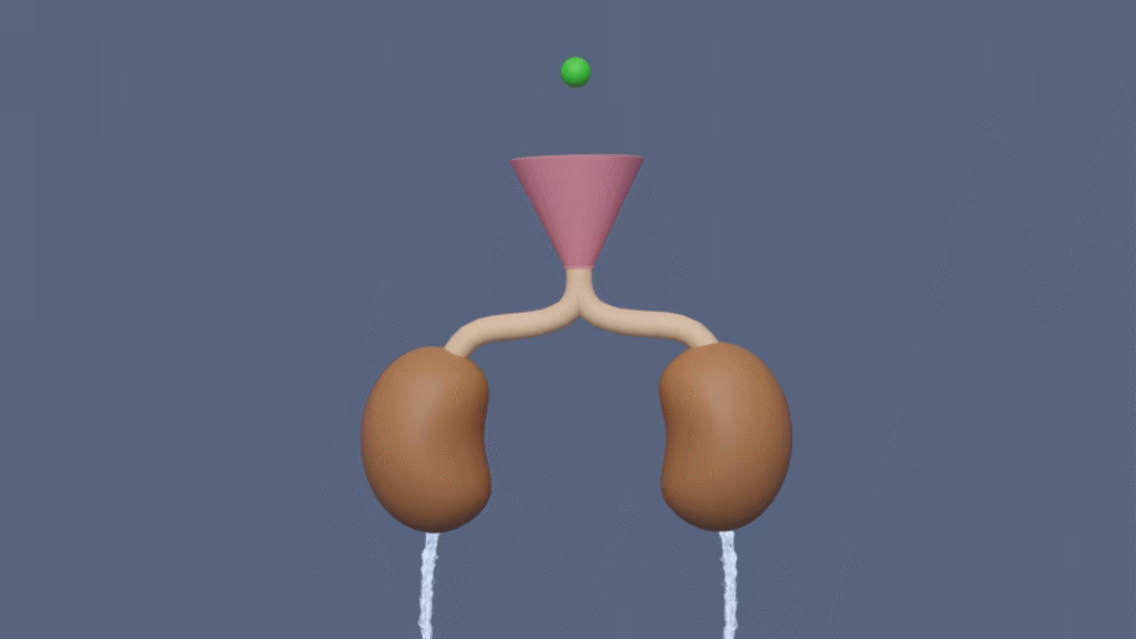 Diagram showing how the kidneys filter and excrete medicine from the bloodstream.