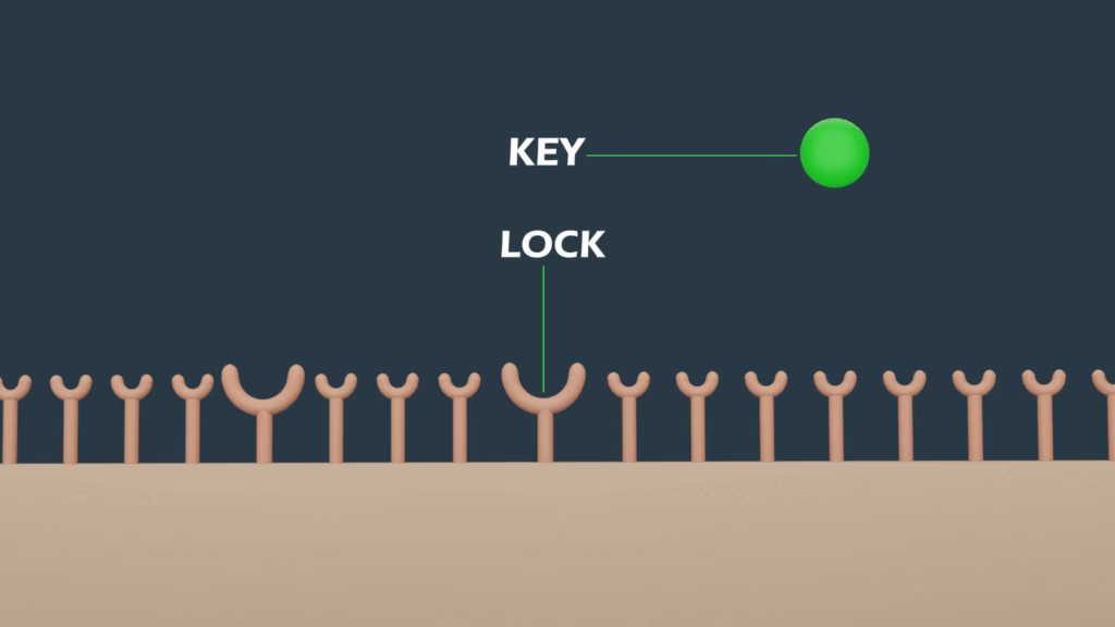 Illustration showing the lock-and-key mechanism between a medicine molecule and a body receptor.