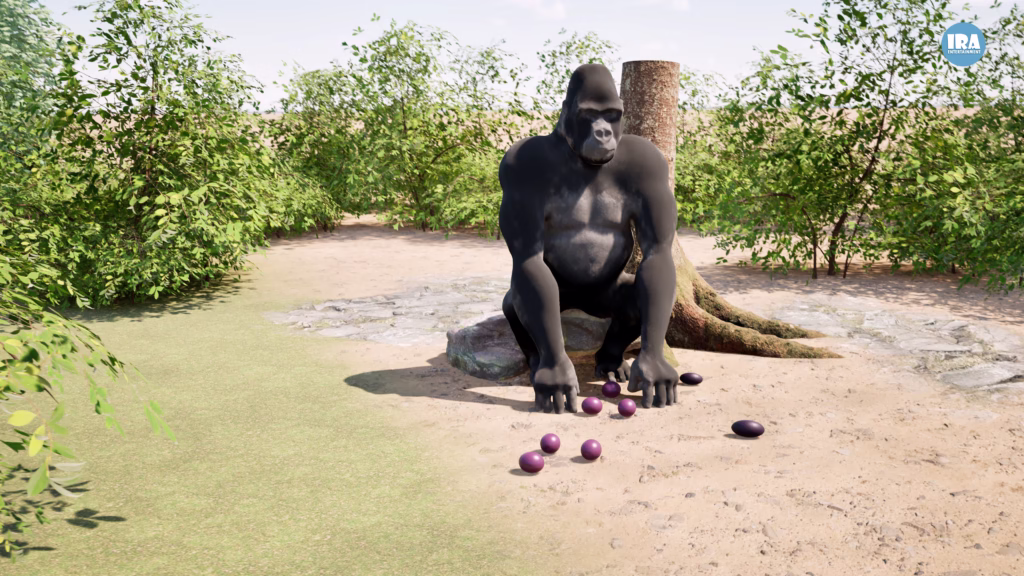 Gorillas and the Second Meal