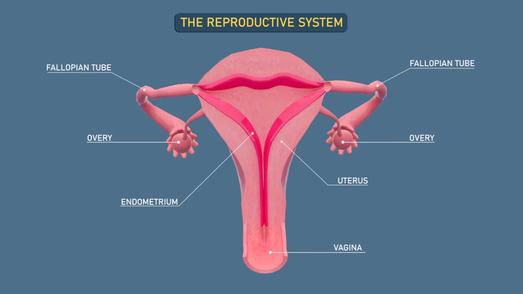 What Is Menstruation? How Pregnancy Occurs?