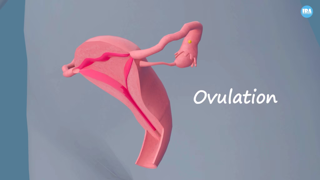 Ovulation