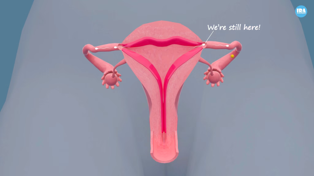 When Can Pregnancy Happen?