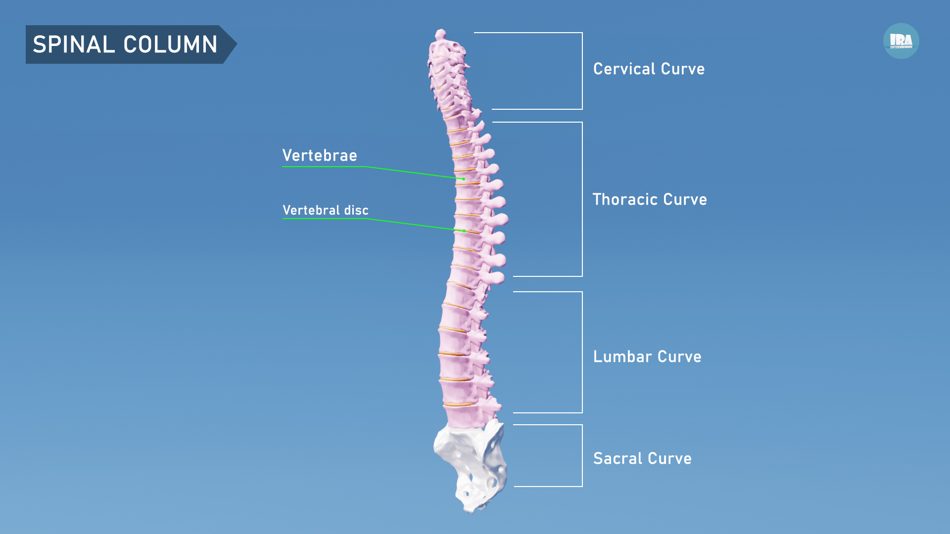 Why You Are Taller in the Morning: Explained with 3D visuals