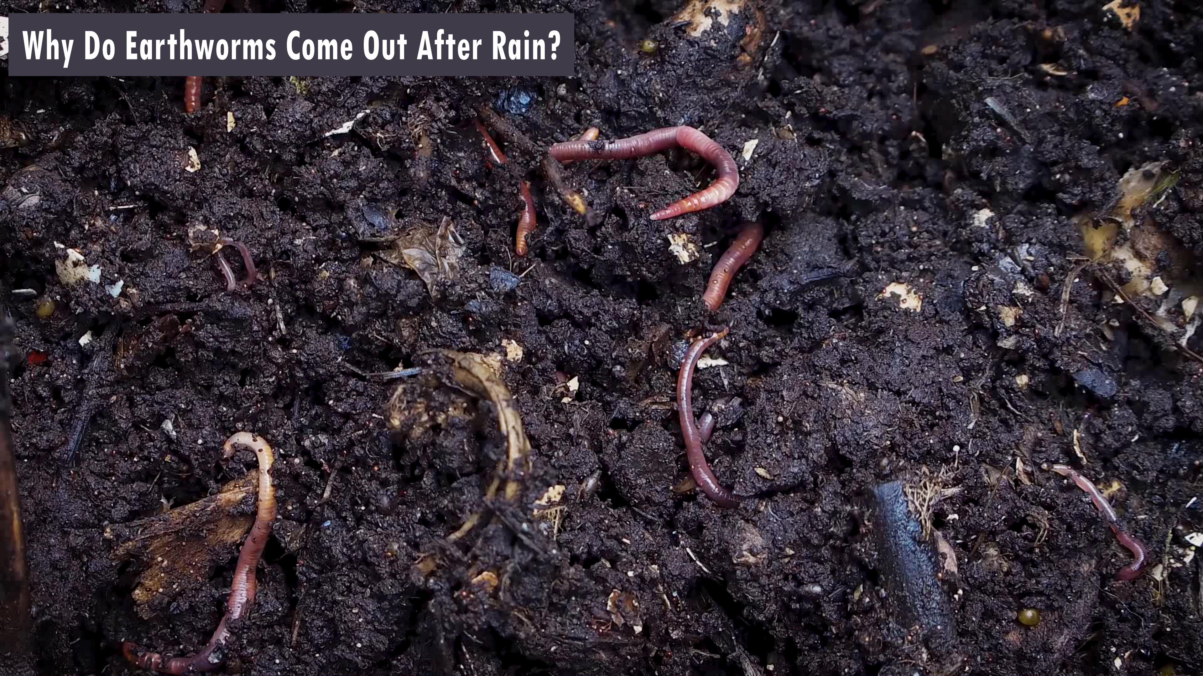 Why Do Earthworms Come Out After Rain?