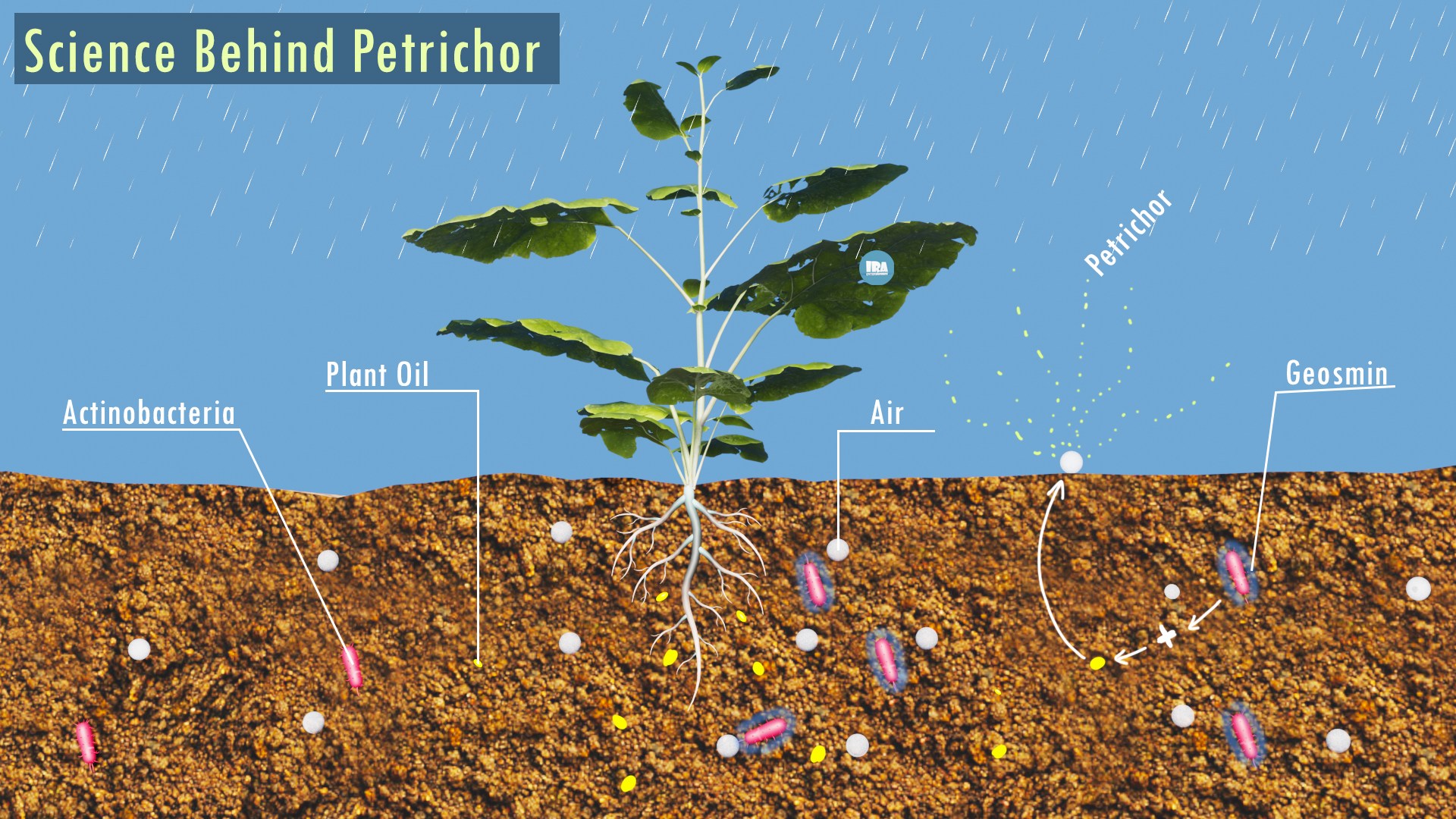 Why Rain Smells So Good : Science Behind Petrichor