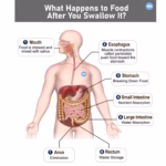 What Happens to Food After You Swallow It? | Digestive System Explained