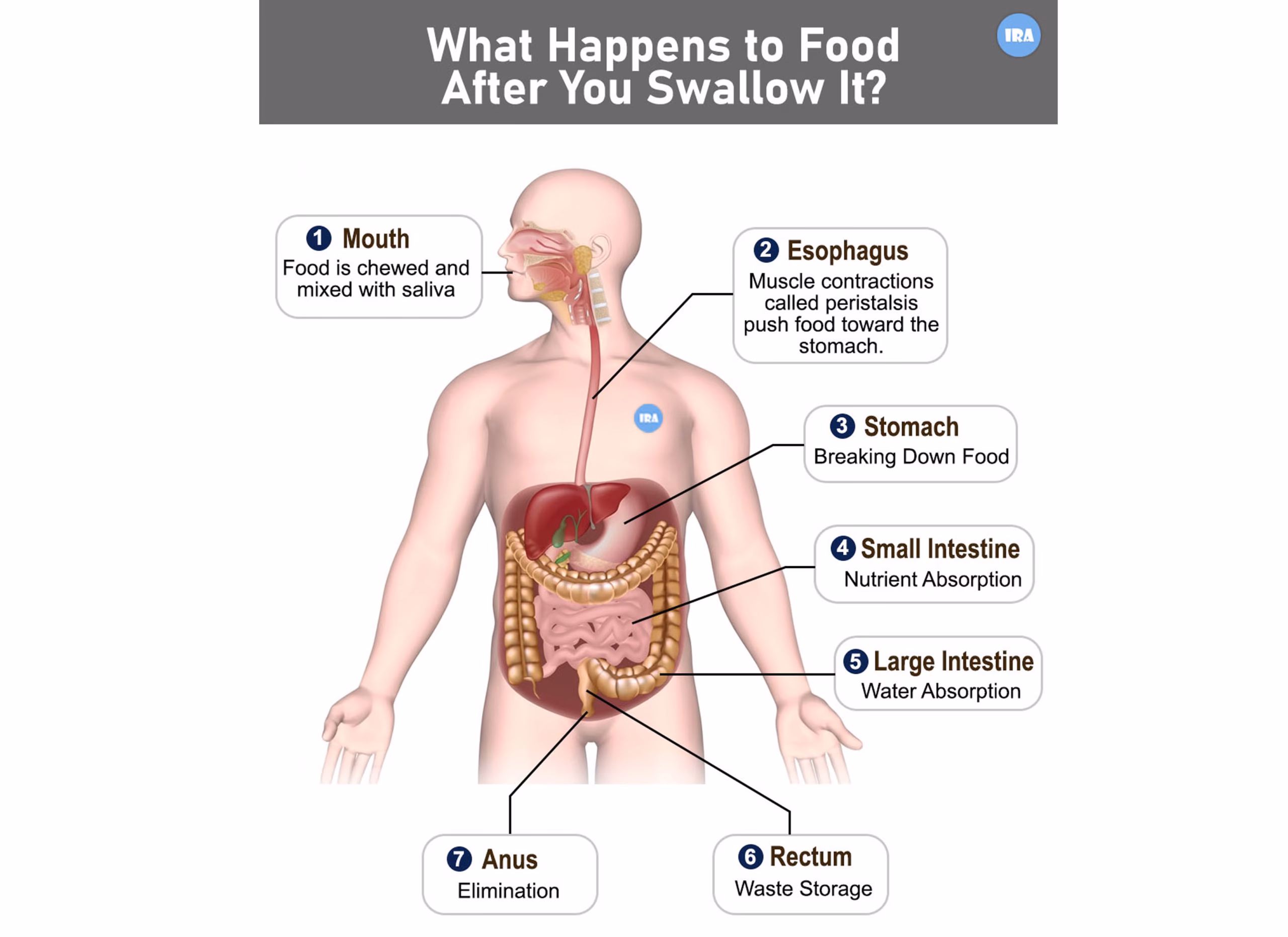 What Happens to Food After You Swallow It? | Digestive System Explained